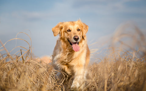 A long haired Golden Retriever running through a straw field with it's tongue lolling out