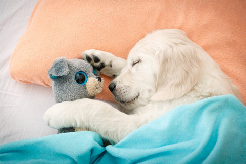 A Golden Retriever puppy cuddling a teddy bear as it sleeps