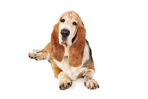 An elderly Basset Hound with a white muzzle