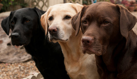 A Black Labrador, a Golden Labrador and a Chocolate Labrador all standing next to one another