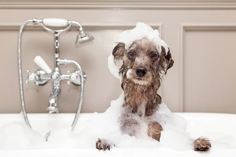 A scruffy dog having a bath