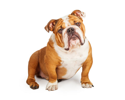 A tan & white English Bulldog against a white background