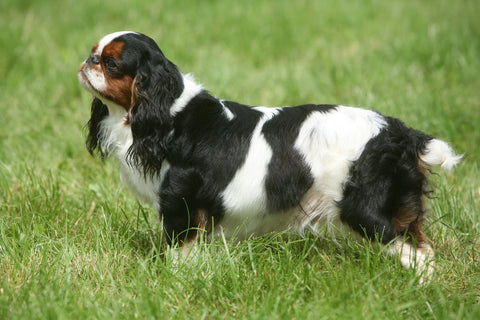 An English Toy Spaniel