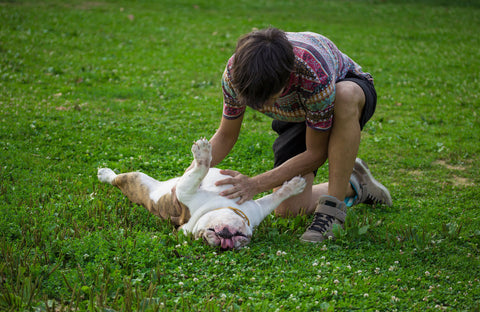 A bulldog having its belly rubbed