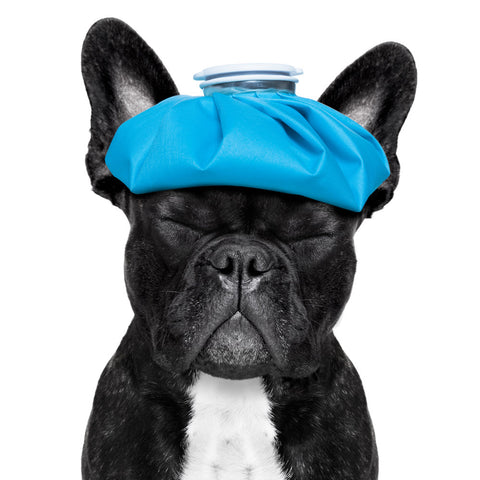 French Bulldog with an Ice Pack on its head