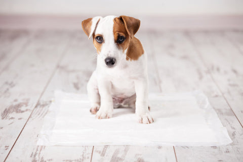 A puppy being toilet trained using a puppy pad