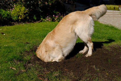 A golden retriever digging a deep hole