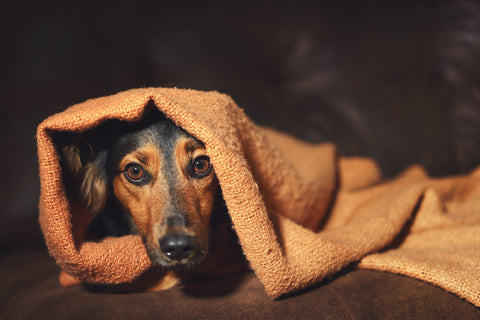 A scared dog hides under a blanket