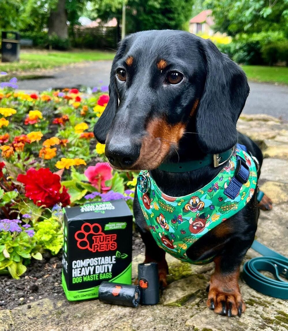 @hugo_thepocketrocket with a box of Tuff Pets Compostable Poop Bags