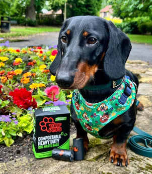 @hugo_thepocketrocket with a box of Tuff Pets Compostable Bags