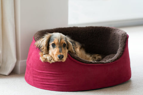 a tri-colour cocker spaniel in a red fluffy bed