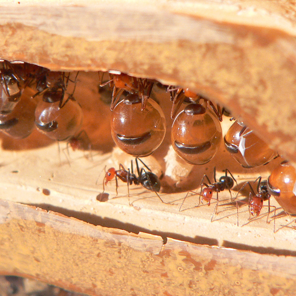 Bush Tucker - Honey Ants