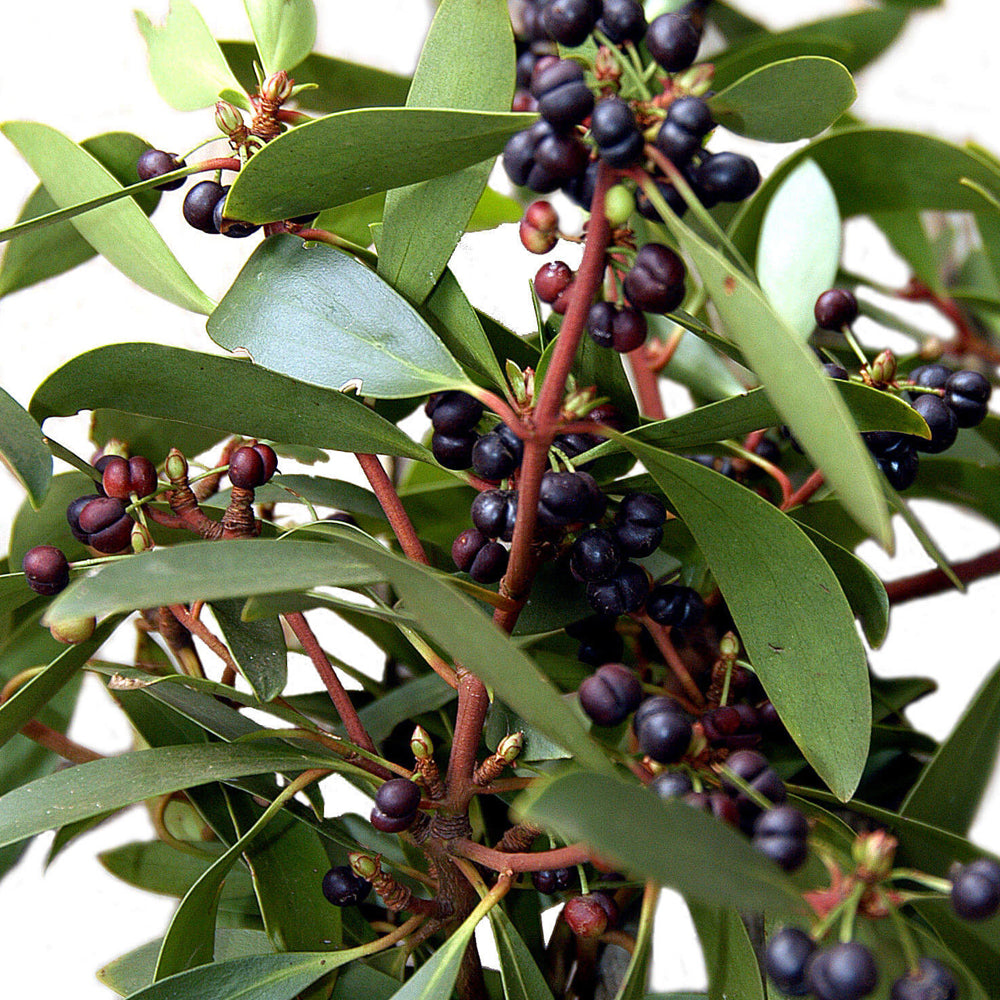 Bush Tucker - Pepper Berry