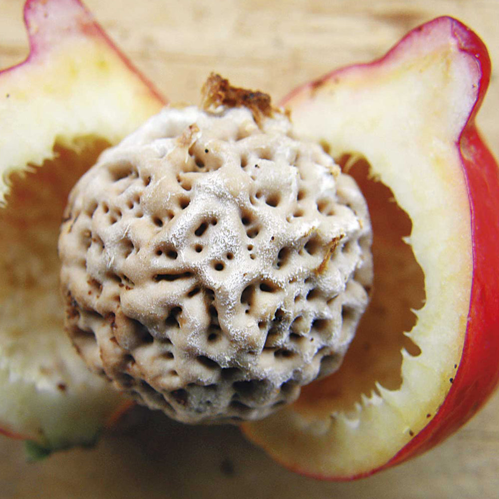 Bush Tucker - Quandong Cut Open