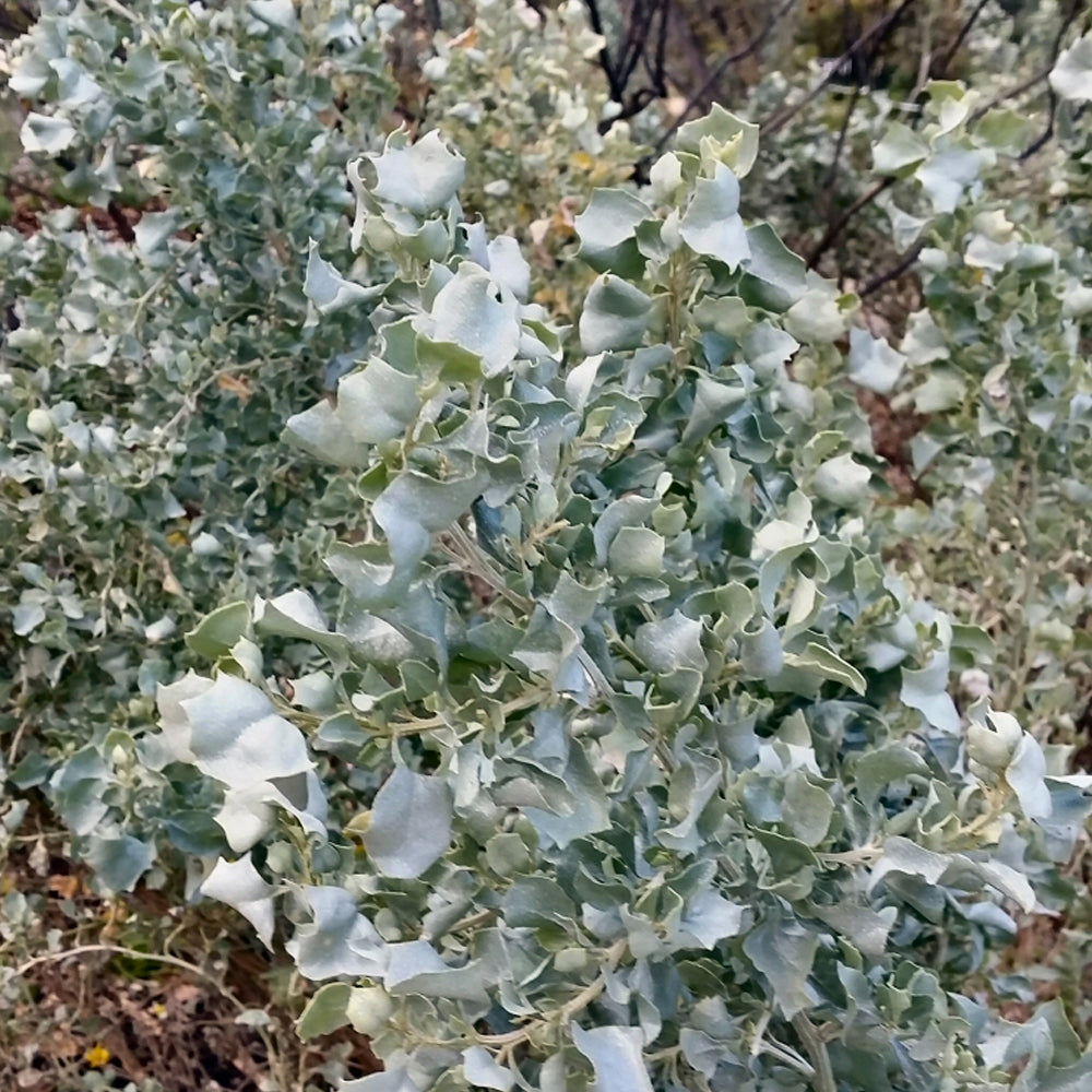 Bush Tucker - Salt Bush