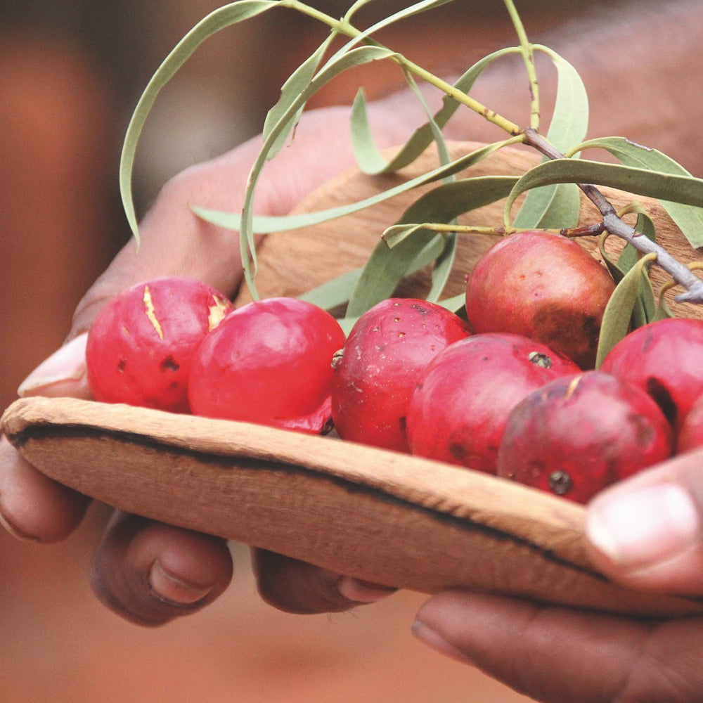 Bush Tucker - Quandong