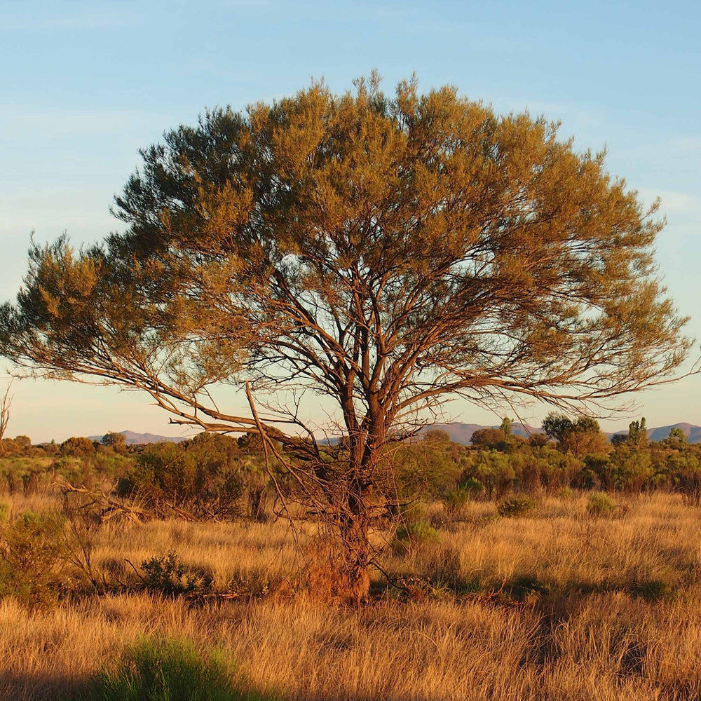 Mulga Tree