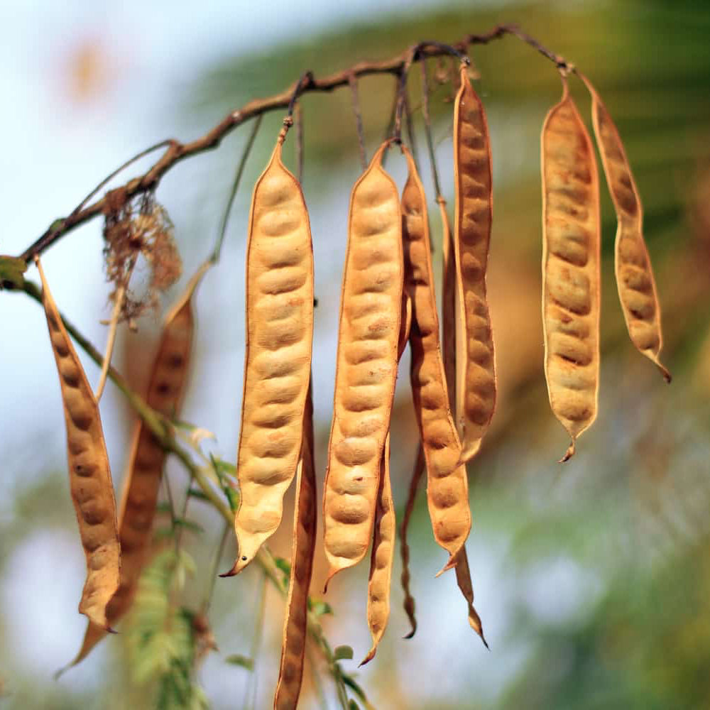 Bush Tucker - Wattle Seed