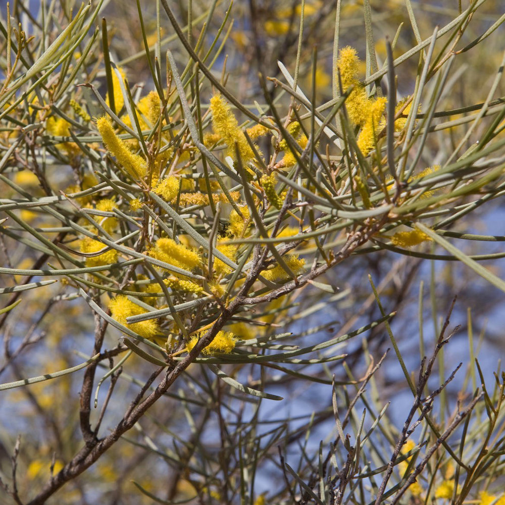 Mulga Tree Leaves