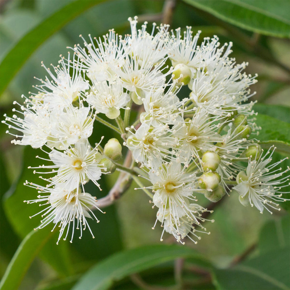 Bush Tucker - Lemon Myrtle