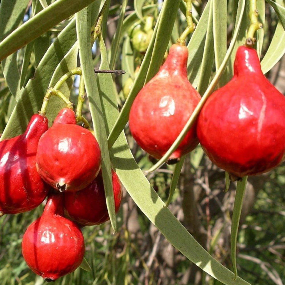 Bush Tucker - Quandong on tree