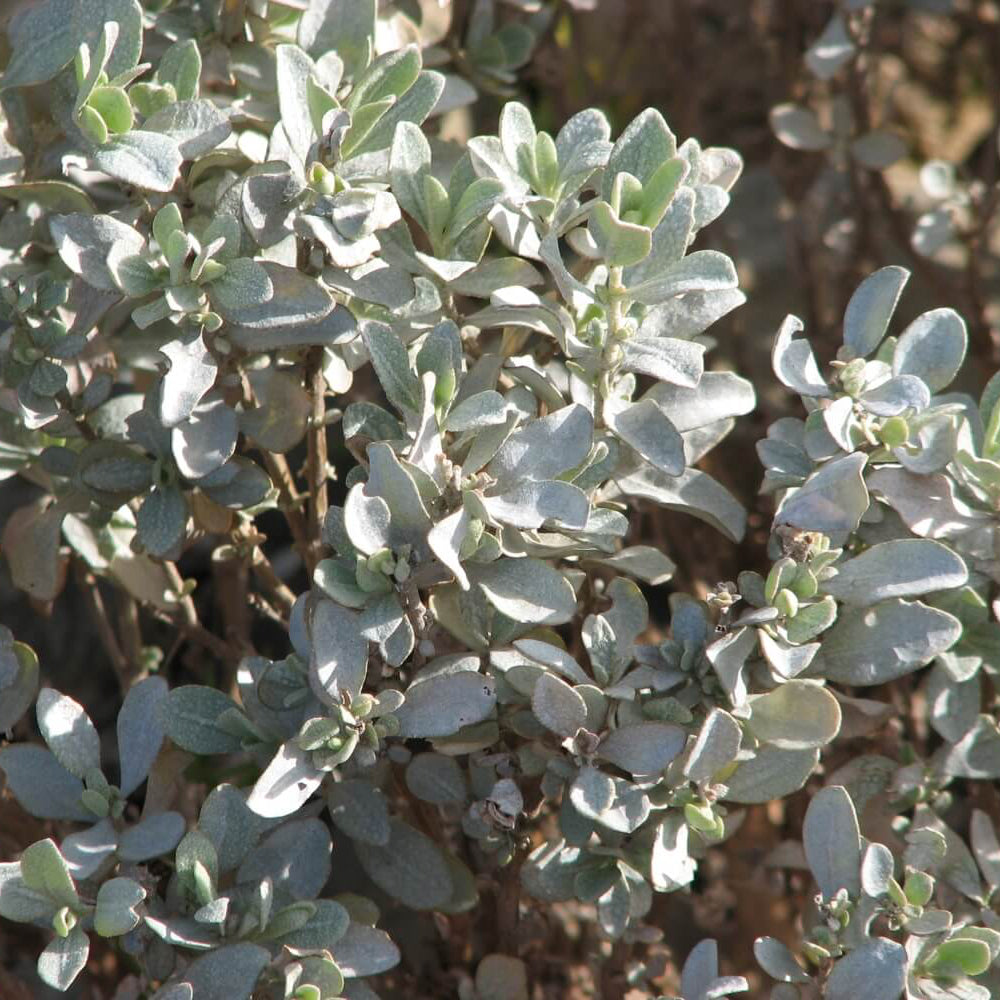 Bush Tucker - Salt Bush