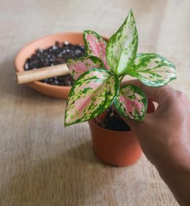 Chinese evergreen