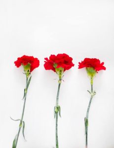 Carnations as mothers day flowers