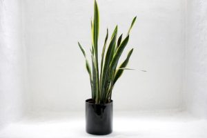 Easy to care for indoor plants - snake plant