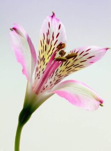 Lilies, mother's day flowers