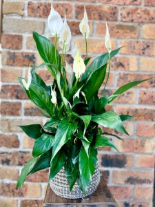 Indoor plant peace lily