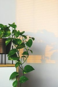 Pothos indoor plants