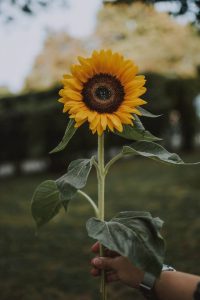 Mother's day flowers, sunflowers