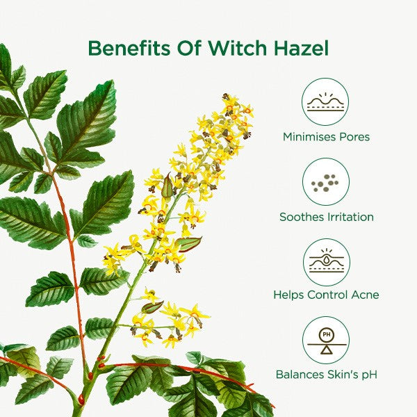 Benefits of Witch Hazel