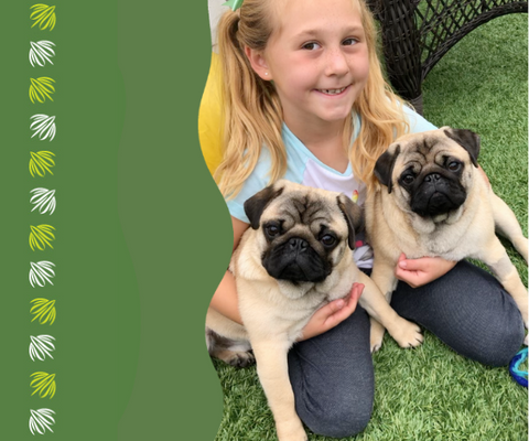 little girl with 2 pugs