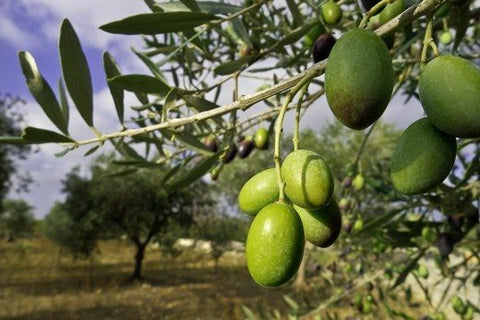 Olive Biancolilla