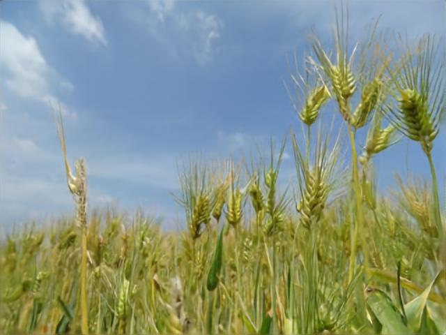 麦芽について詳しく紹介 ホップや麦との違いも解説 Sakedarake