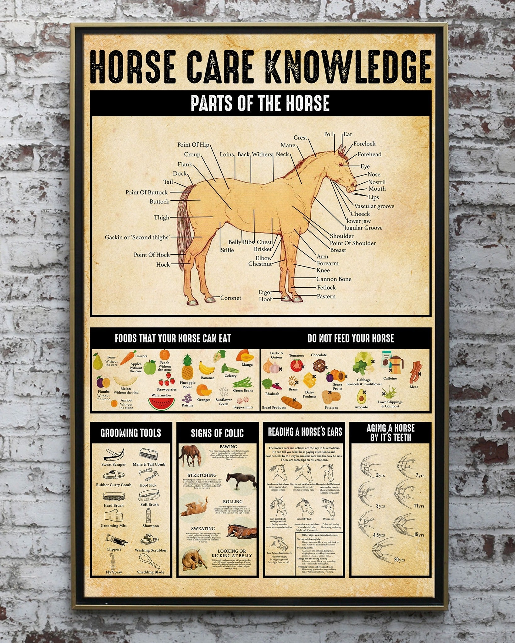 Horse Care Knowledge Horse Canvas And Poster 0523
