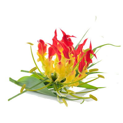 Imbue Agnishikha Flower