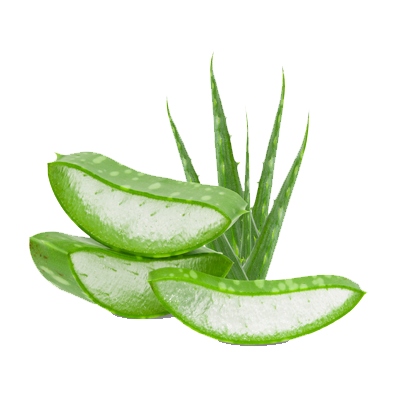 Aloe Vera Thumbnail