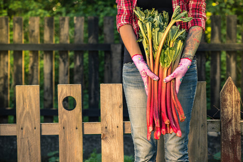 Rhubarb