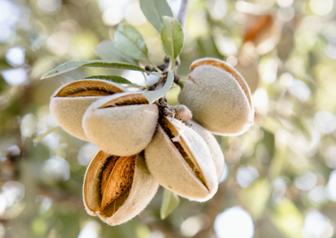 Almond tree