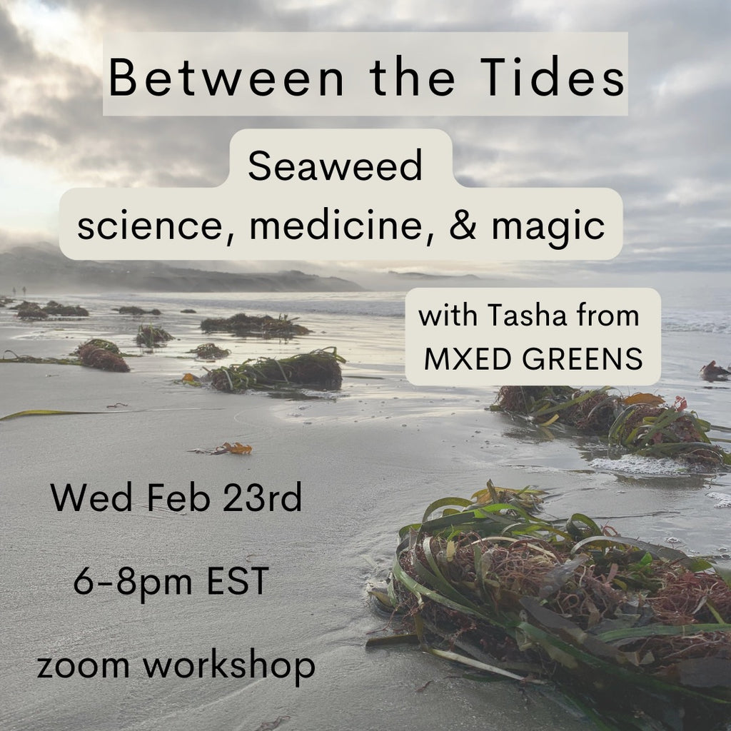Between the Tides herbalism workshop at MXED GREENS Community Apothecary and Botanical Goods