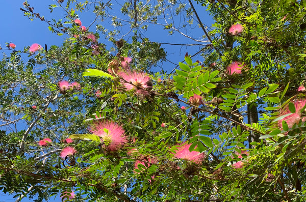 pink mimosa blooms on an albizzia tree in the sun