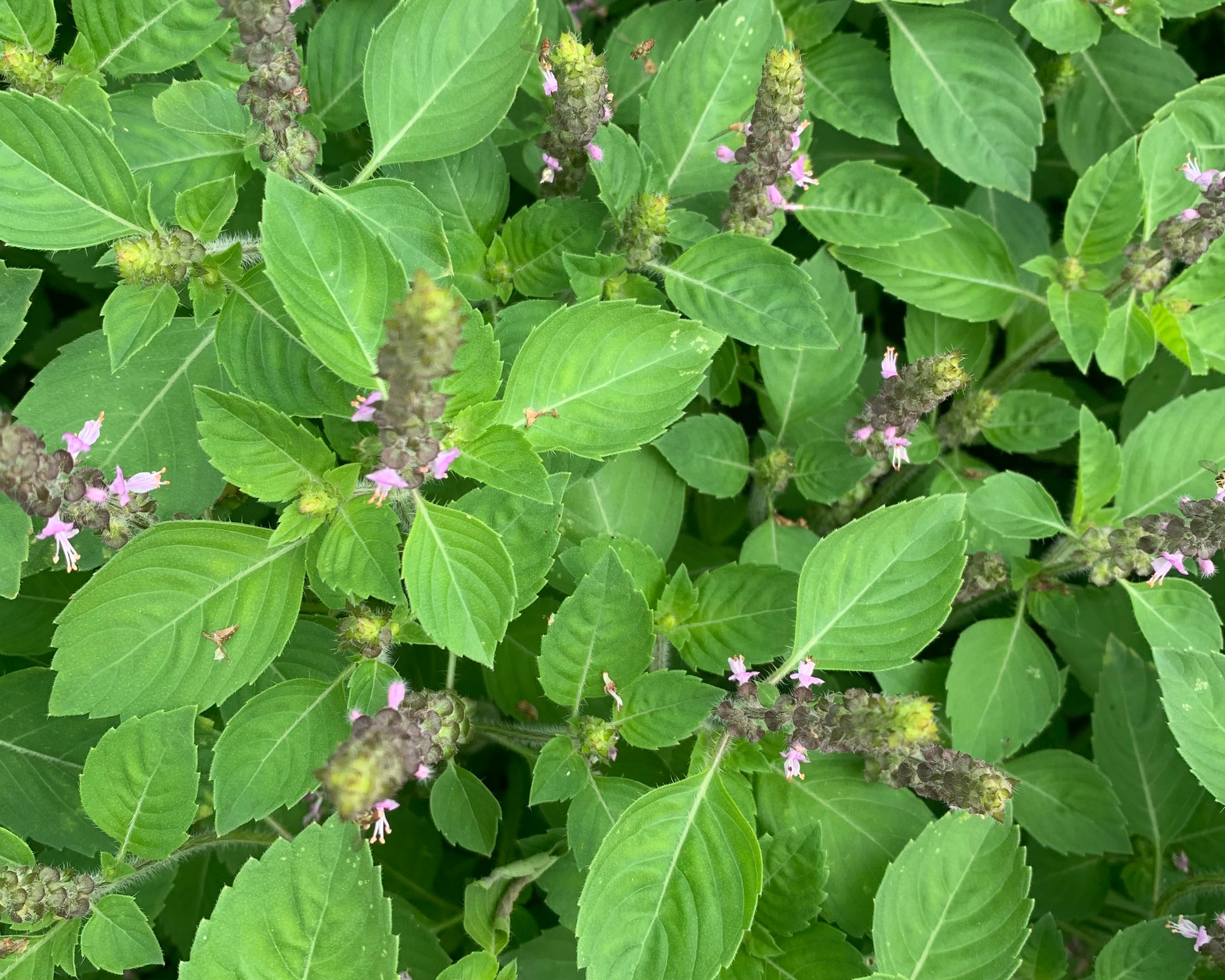 Tulsi in flower