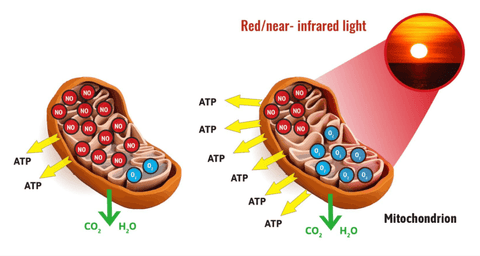 rood lichttherapie ATP