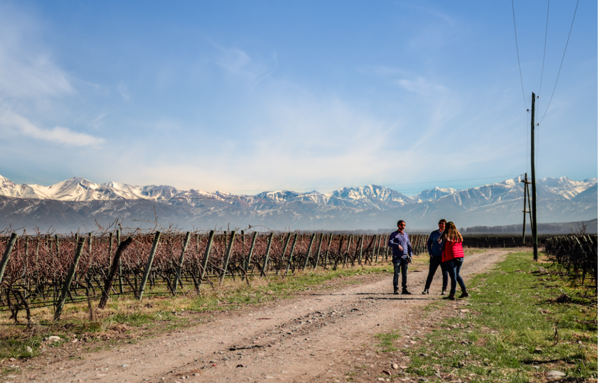 Landscape view of grape vine rows and people gathered with a mountain range background.