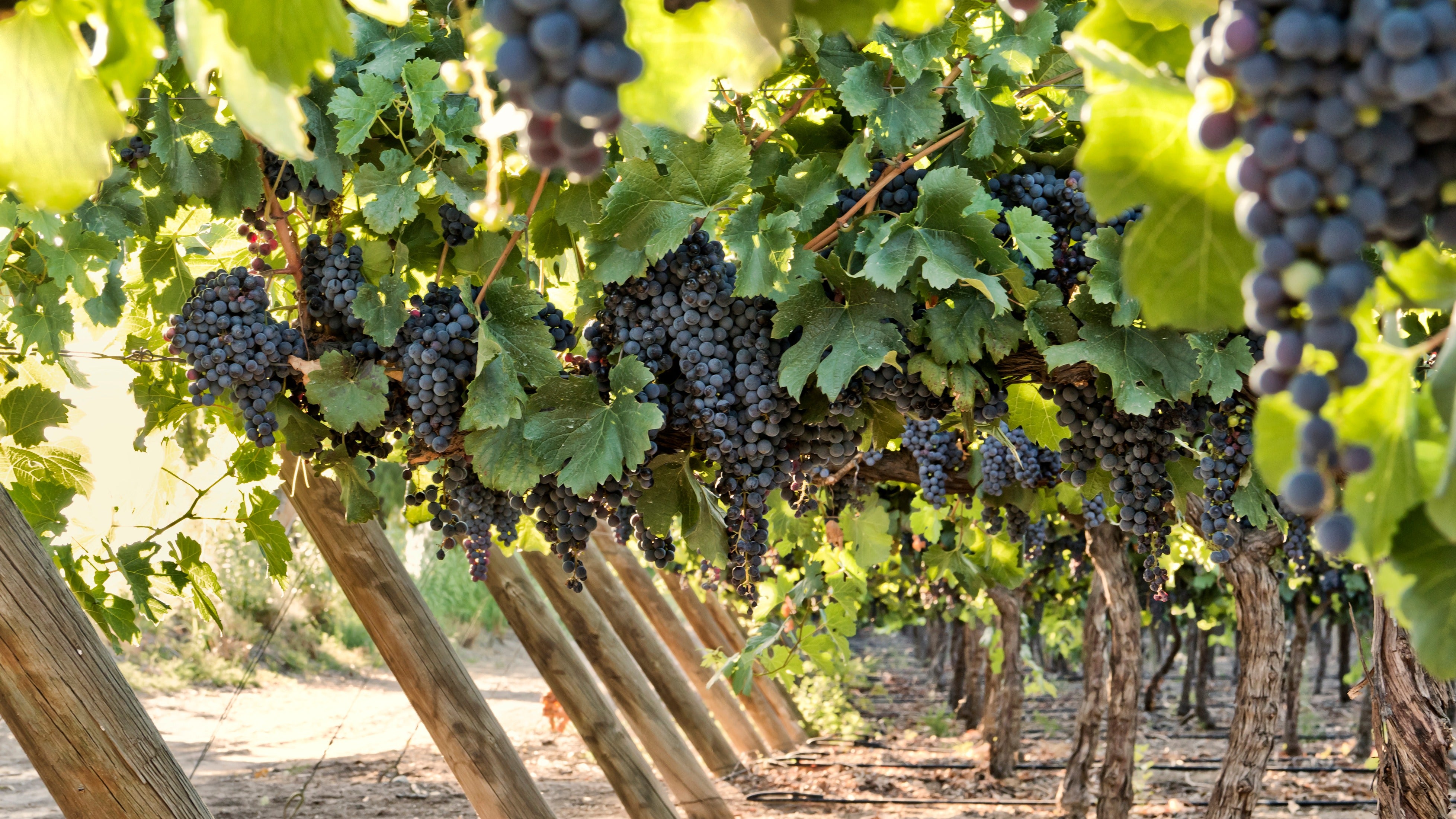 purple grapes in a winery