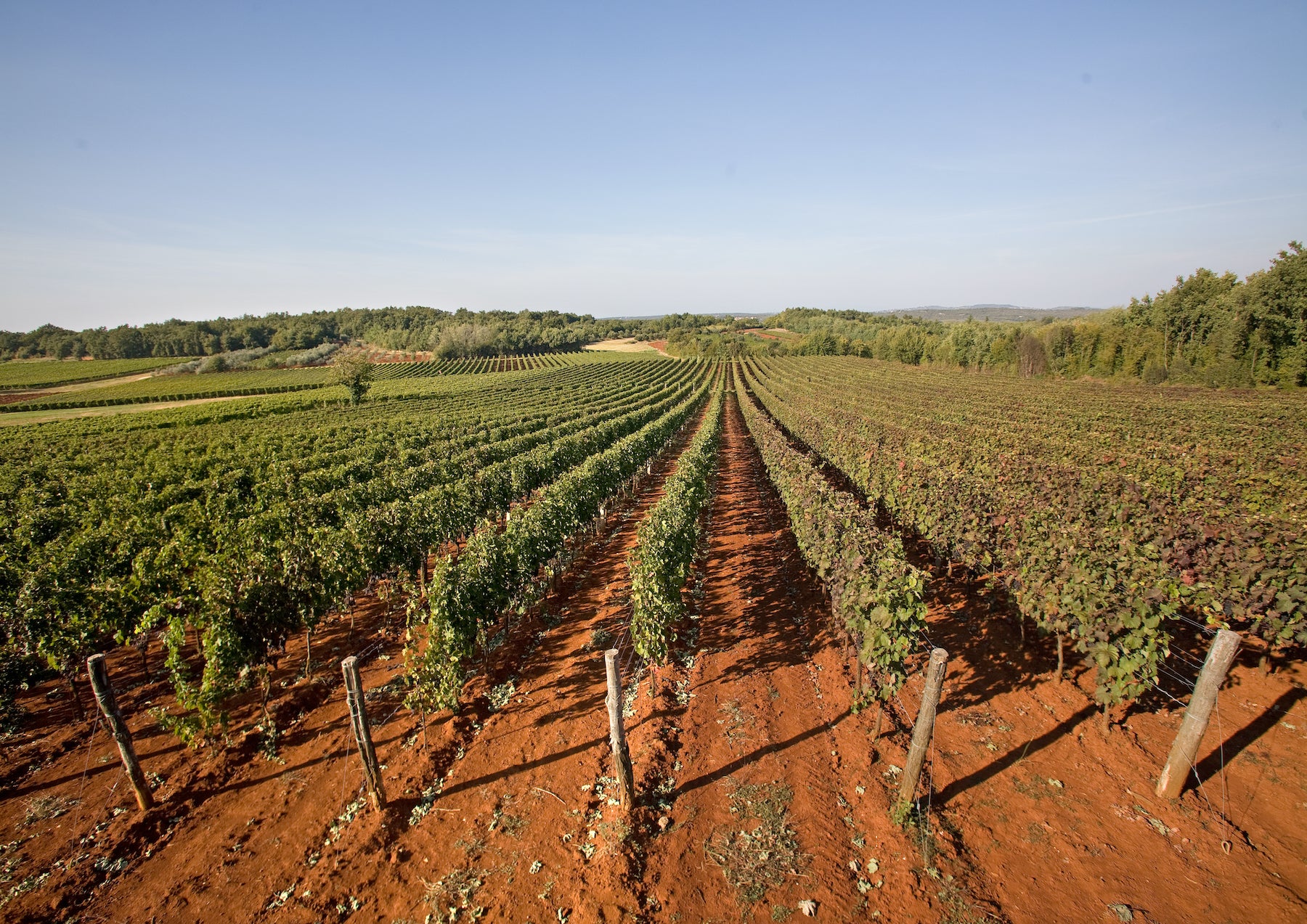 istria winery in croatia