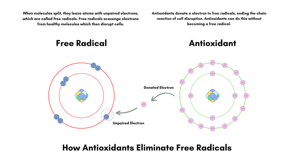 graphic showing how antioxidants work by donating and electron to free radicals